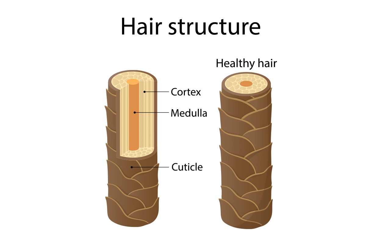 Structure of hair with visible layers of hair