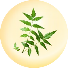 Neem