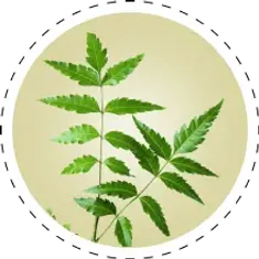 Neem_with_border