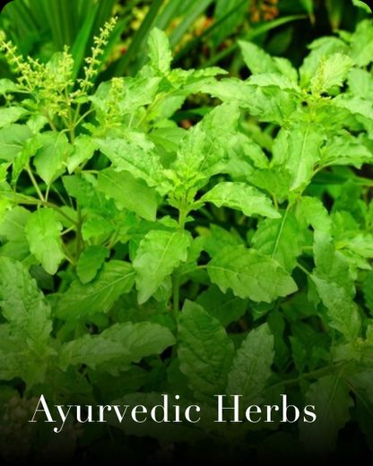 Ayurvedic Herbs