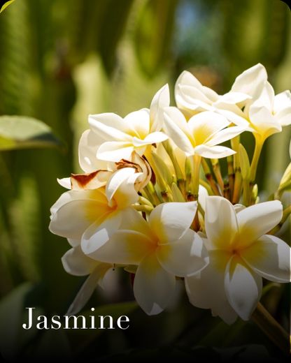 Jasmine Flower