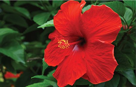 Hibiscus for Hair