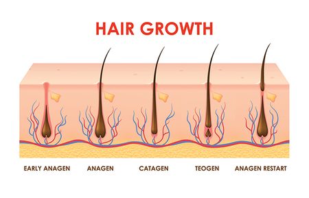 4 Stages of Hair Growth