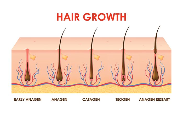  4 Stages of Hair Growth