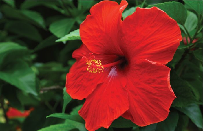 Hibiscus for Hair