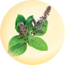 Tulsi